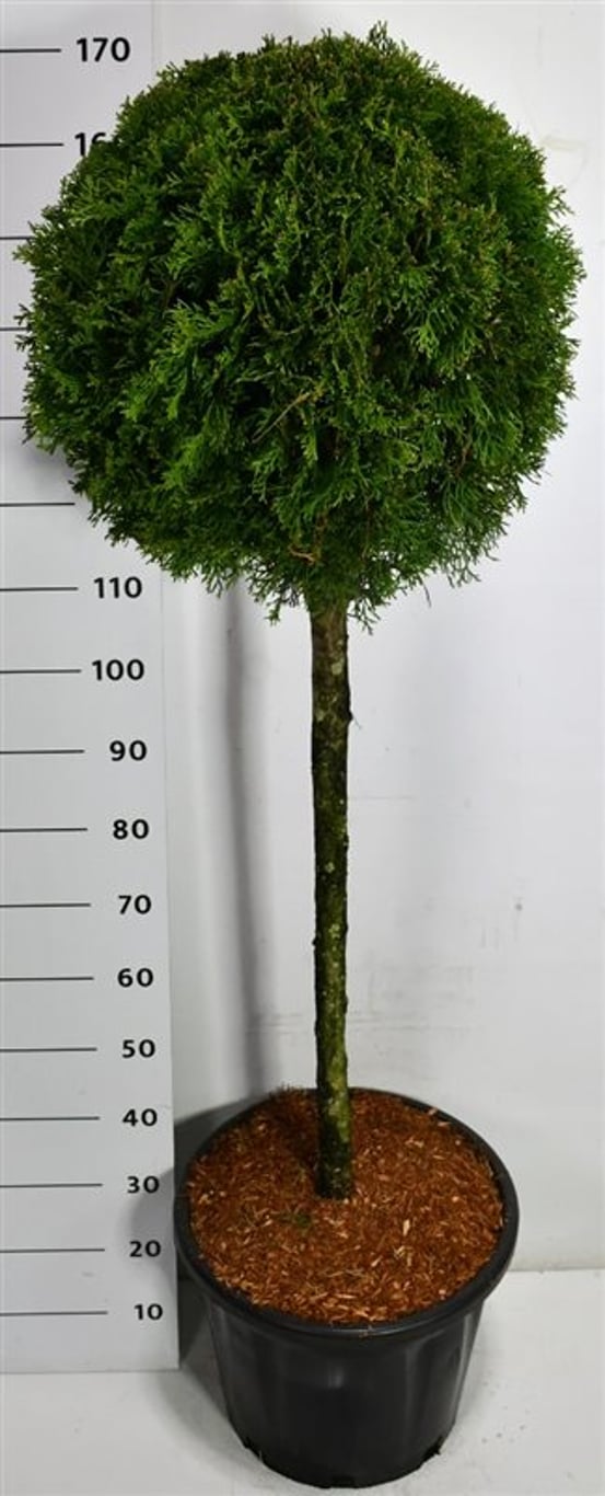 Thuja – Thuja occidentalis 'Smaragd' - C35 80 cm. Stam